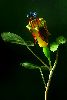 <em>Fuchsia procumbens</em>